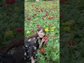 【TikTok】08 ひたち海浜公園 この花なんの花