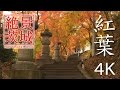 【絶景茨城】紅葉［4K］｜VISIT IBARAKI, JAPAN