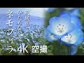 【絶景茨城】ネモフィラ［4K］茨城県ひたちなか市（国営ひたち海浜公園／Hitachi Seaside Park）｜VISIT IBARAKI, JAPAN