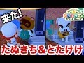 たぬきち&とたけけが俺のキャンプ場に遊びにきた！フレンド募集【どうぶつの森 ポケットキャンプ#1】きょうぺいちゃん