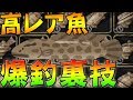 【黒い砂漠mobile】高レア魚を釣りまくれる裏技！【雷魚・スズキ】