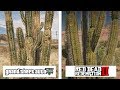 Red Dead Redemption 2 (ONE X) vs GTA V (PC Ultra) | Graphics & Details Comparison | Comparativa