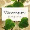 viburnum.jiyugaoka